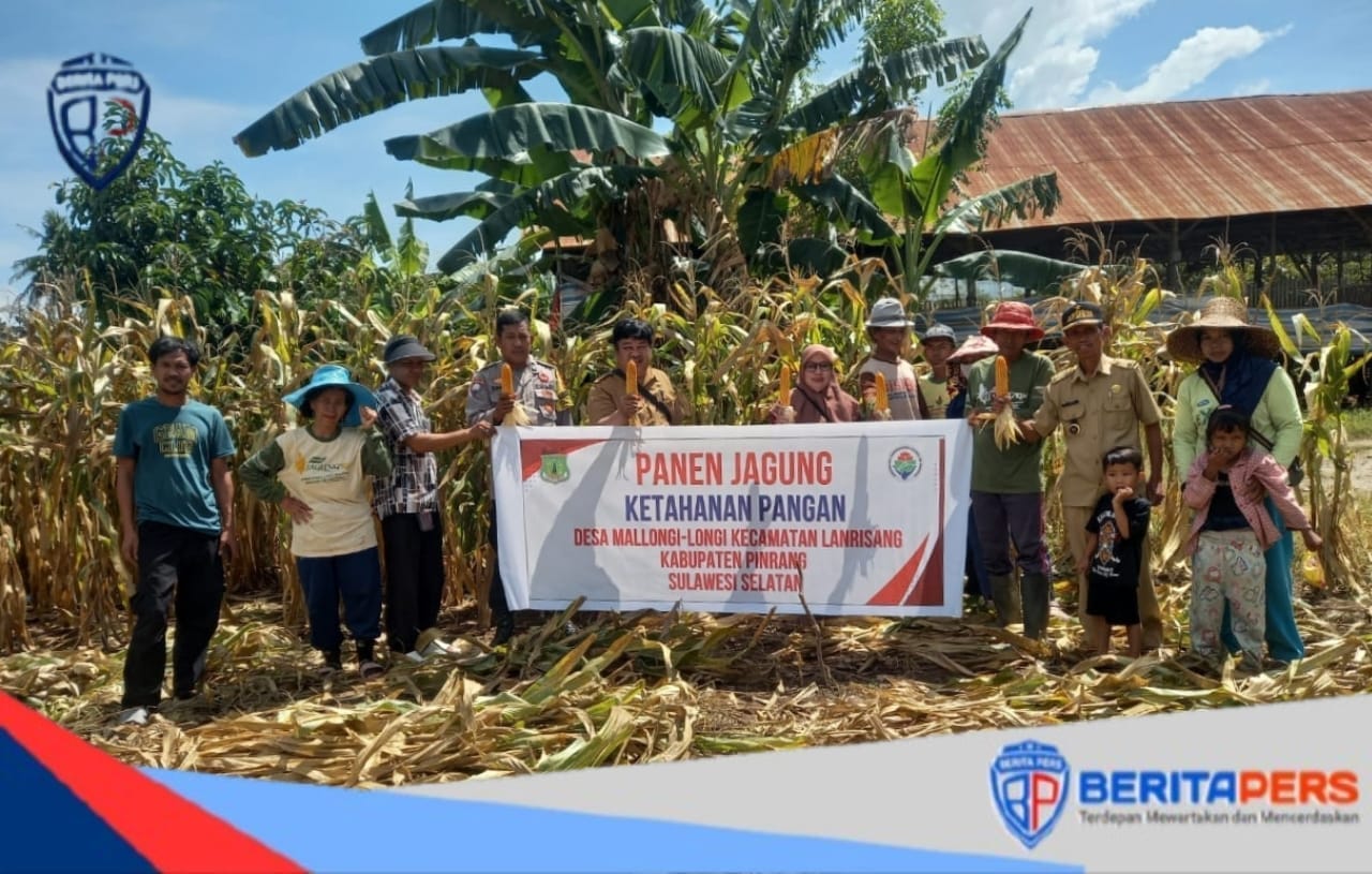 Panen Jagung di Desa Mallongi Longi Dialokasikan untuk Dana Ketahanan Pangan
