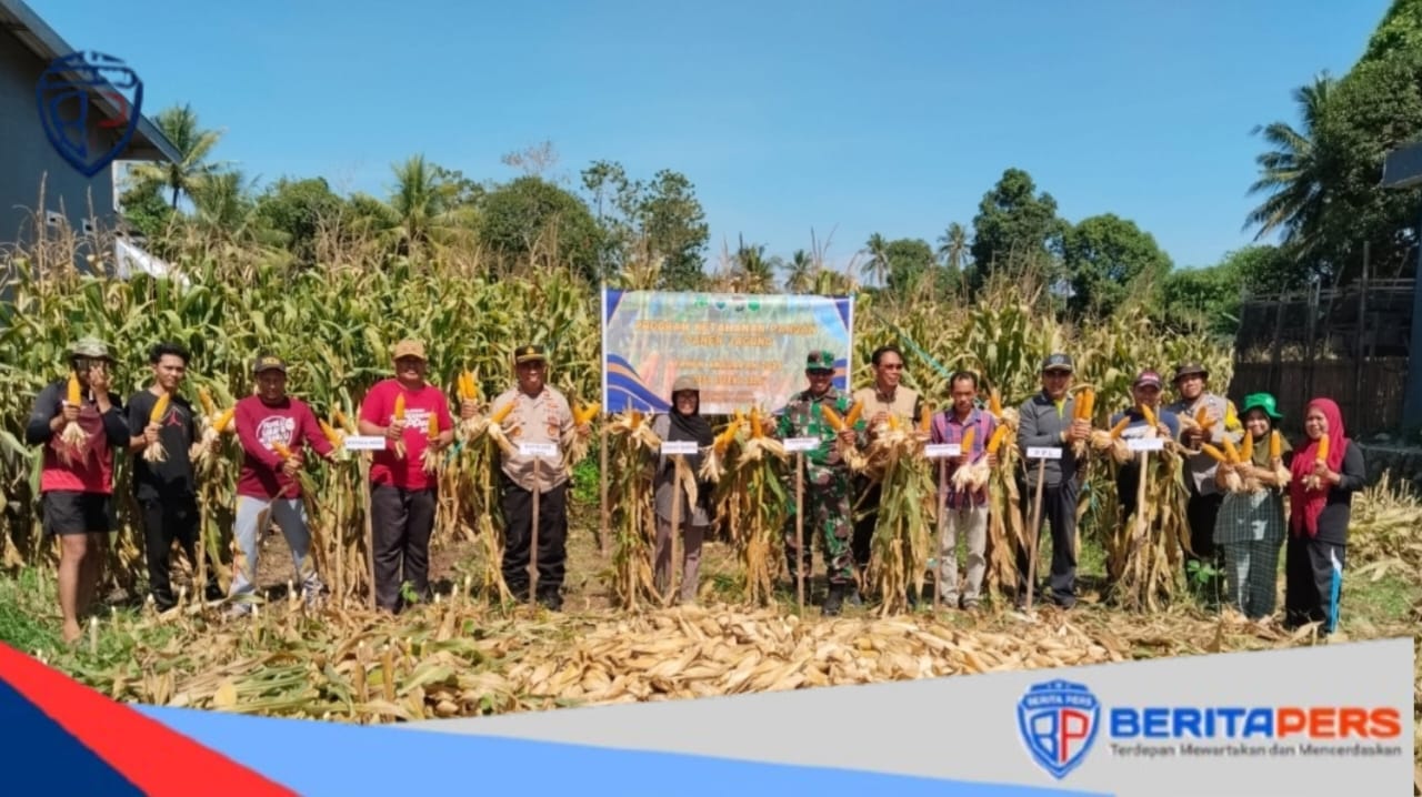 Semarak Panen Jagung di Lotang Salo, Warga Sambut Program Ketahanan Pangan