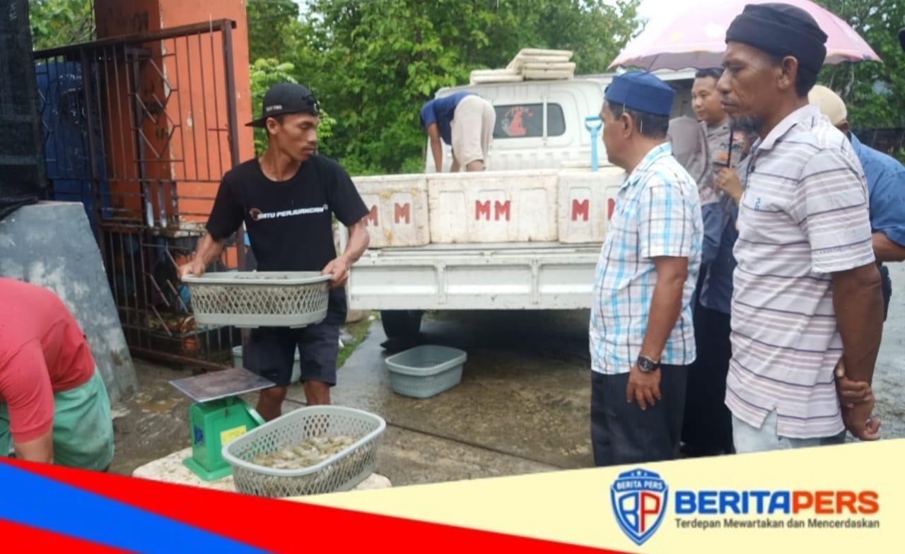 Bundes Desa Lero Panen Udang Vaname dalam Program Ketahanan Pangan