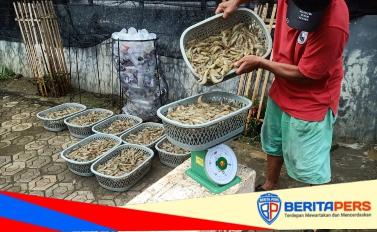 Luar Biasa, BUMDes Desa Lero Manfaatkan Kolam SMK 7 Suppa untuk Budidaya Udang Vaname