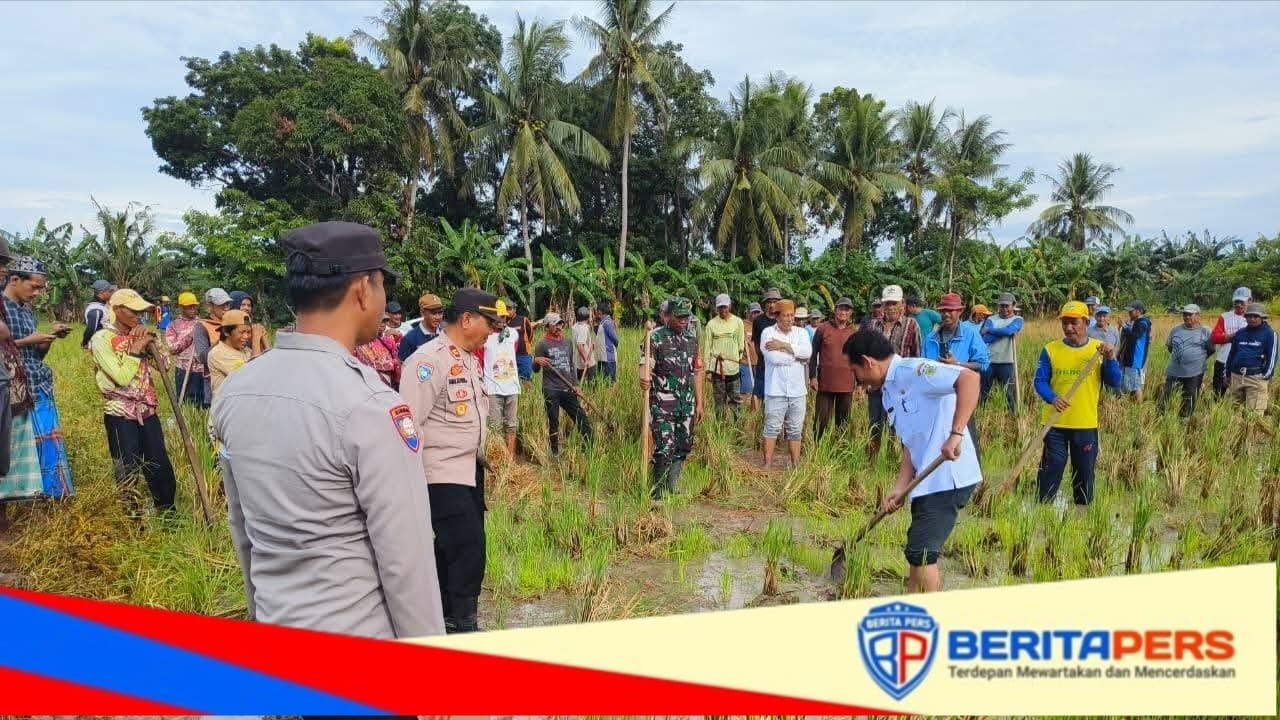 Kapolsek Mattiro Sompe Hadiri Tradisi Mappalili sebagai Penanda Dimulainya Musim Tanam