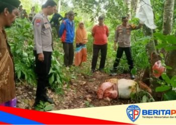 Sadis! Pencuri Sapi di Sinjai Timur Sembelih Ternak Warga di Pinggir Sungai, Hanya Sisakan Isi Perut