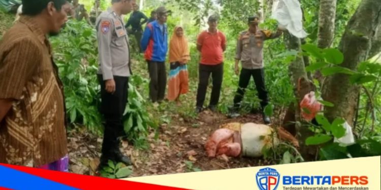 Sadis! Pencuri Sapi di Sinjai Timur Sembelih Ternak Warga di Pinggir Sungai, Hanya Sisakan Isi Perut