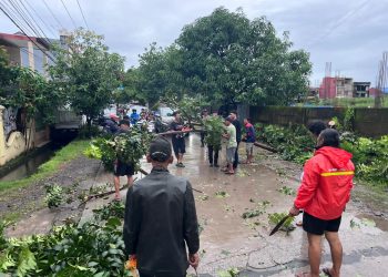 Aksi Cepat Warga dan Petugas Evakuasi Pohon Tumbang di Minasa Upa