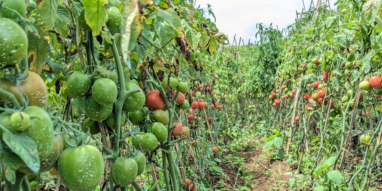 Ironi di Balik Merahnya Tomat Tombolopao: Jeritan Petani di Tengah Ketidakpastian Harga