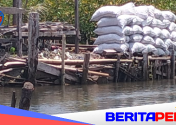 Mangrove Labbotallua Digunduli untuk Arang, Pemukiman Warga Terancam Tenggelam