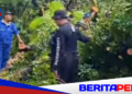 Penebangan Pohon di Makassar Wajib Lewati Prosedur DLH