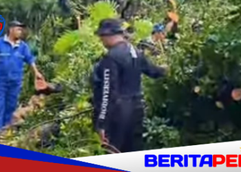 Penebangan Pohon di Makassar Wajib Lewati Prosedur DLH