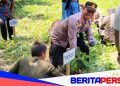 Kapolsek Bacukiki Hadiri Penanaman 10.000 Bibit Kopi Robusta di Wattang Bacukiki