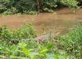 Warga Somba Opu Resah, Seekor Buaya Muncul di Kanal Bendungan Kajenjeng