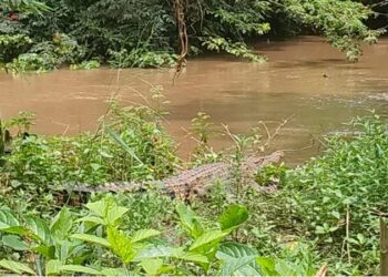 Warga Somba Opu Resah, Seekor Buaya Muncul di Kanal Bendungan Kajenjeng