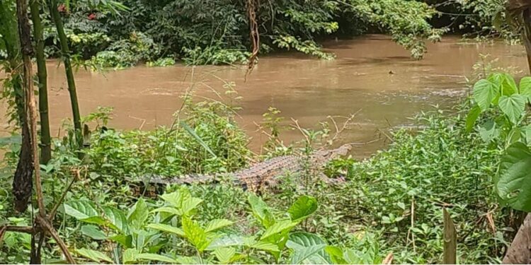 Warga Somba Opu Resah, Seekor Buaya Muncul di Kanal Bendungan Kajenjeng