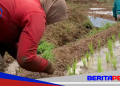 Strategi Terpadu Maros Jaga Produktivitas Pangan di Tengah Ancaman Kemarau