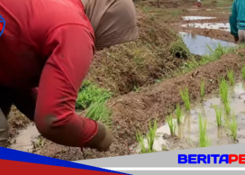 Strategi Terpadu Maros Jaga Produktivitas Pangan di Tengah Ancaman Kemarau