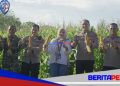 Polres Parepare Ikuti Panen Raya Jagung Nasional Secara Daring, Presiden Prabowo Apresiasi Inovasi Ketahanan Pangan Polri