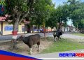 Sambut Idul Adha 1447 H, Batalyon B Pelopor Kurbankan 41 Ekor Sapi