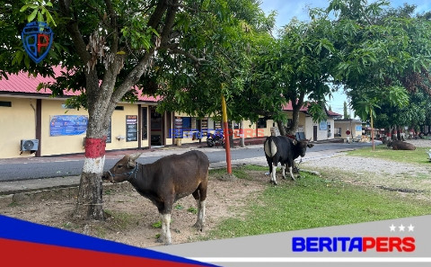 Sambut Idul Adha 1447 H, Batalyon B Pelopor Kurbankan 41 Ekor Sapi