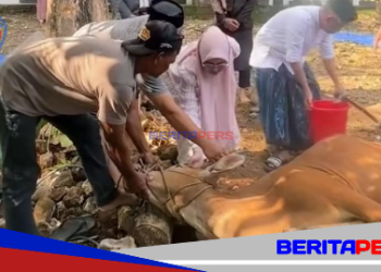 Husniah Talenrang Serahkan Hewan Kurban Presiden RI untuk Warga Bontomarannu