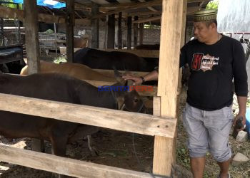 Sapi Kurban Asal Bulukumba Jadi Primadona Jelang Iduladha di Makassar