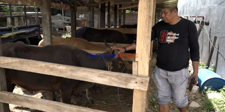 Sapi Kurban Asal Bulukumba Jadi Primadona Jelang Iduladha di Makassar