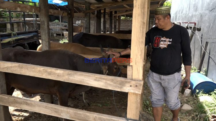 Sapi Kurban Asal Bulukumba Jadi Primadona Jelang Iduladha di Makassar