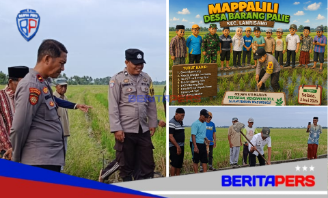 Tradisi Mappalili Tandai Dimulainya Musim Tanam di Desa Barang Palie, Forkopimca Hadir Dukung Ketahanan Pangan