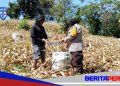 Petani Binaan Panen Jagung, Bhabinkamtibmas Polsek Soreang Turut Bantu di Lahan Perkebunan
