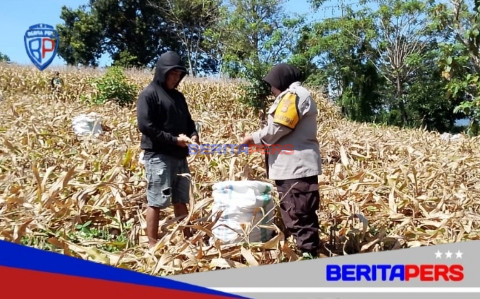 Petani Binaan Panen Jagung, Bhabinkamtibmas Polsek Soreang Turut Bantu di Lahan Perkebunan