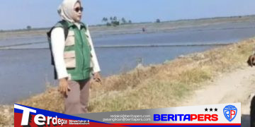 Kadis TPH Pinrang Tegaskan Tidak Ditemukan Lahan Sawah Mengalami Kekeringan, Mitigasi Dilakukan Sejak Dini