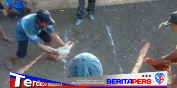 Diduga Beroperasi Setiap Hari, Aktivitas Sabung Ayam dan Permainan Dadu di Mandalle Resahkan Warga