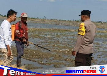 Bhabinkamtibmas dan Sekdes Pantau 500 Hektare Persawahan, Pastikan Lahan Pertanian Desa Barang Palie Tetap Aman dari Kekeringan
