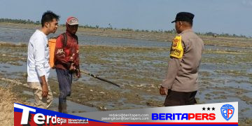 Bhabinkamtibmas dan Sekdes Pantau 500 Hektare Persawahan, Pastikan Lahan Pertanian Desa Barang Palie Tetap Aman dari Kekeringan
