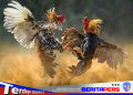 Ketua FPK Harap Kapolres Toraja Utara Tindaklanjuti Informasi Dugaan Sabung Ayam Berkedok Adat
