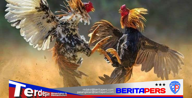 Ketua FPK Harap Kapolres Toraja Utara Tindaklanjuti Informasi Dugaan Sabung Ayam Berkedok Adat