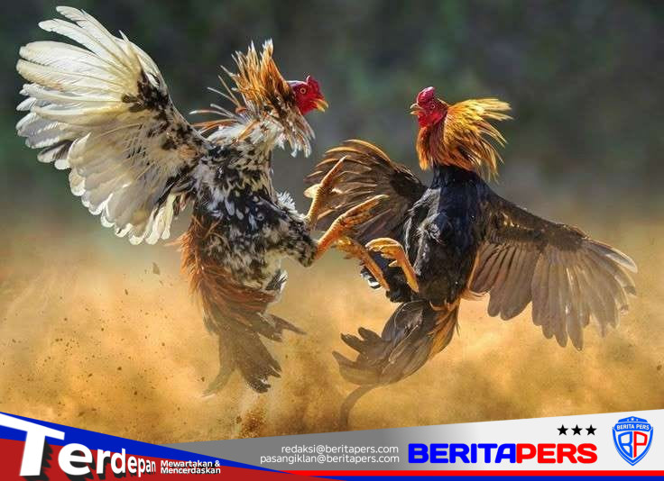 Ketua FPK Harap Kapolres Toraja Utara Tindaklanjuti Informasi Dugaan Sabung Ayam Berkedok Adat