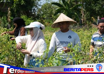 Bersama Ratusan Warga, Bupati Husniah Talenrang Gelar Panen Palawija dan Padi di Bontonompo