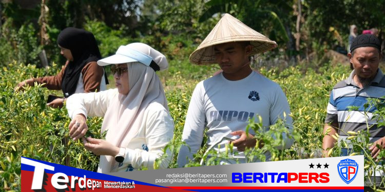 Bersama Ratusan Warga, Bupati Husniah Talenrang Gelar Panen Palawija dan Padi di Bontonompo