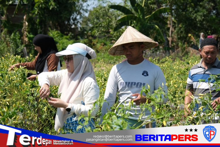 ​Bersama Ratusan Warga, Bupati Husniah Talenrang Gelar Panen Palawija dan Padi di Bontonompo