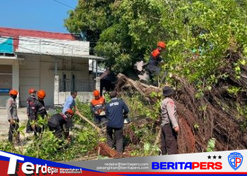 Tim SAR Batalyon B Pelopor Gerak Cepat Evakuasi Pohon Tumbang di Jl Bau Massepe Parepare