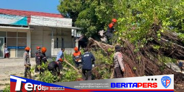 Tim SAR Batalyon B Pelopor Gerak Cepat Evakuasi Pohon Tumbang di Jl Bau Massepe Parepare