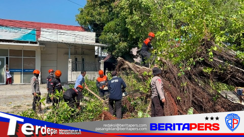 Tim SAR Batalyon B Pelopor Gerak Cepat Evakuasi Pohon Tumbang di Jl Bau Massepe Parepare