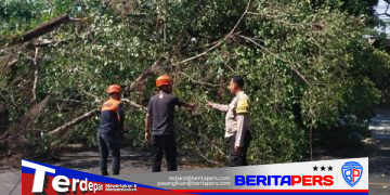 Bhabinkamtibmas Cappa Galung Tangani Pohon Tumbang di Jalan Bau Massepe