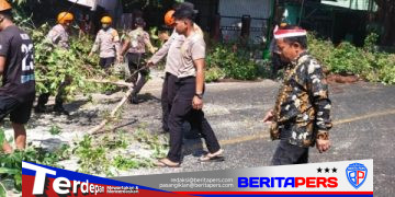 Hidayatullah Turun Langsung Pantau Penanganan Pohon Tumbang di Jalan Bau Massepe Cappa Galung