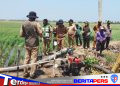 Tinjau Kondisi Sawah Lerang dan Amassangang, Pemkab Pinrang Siapkan Langkah Strategis Pompanisasi Pertanian