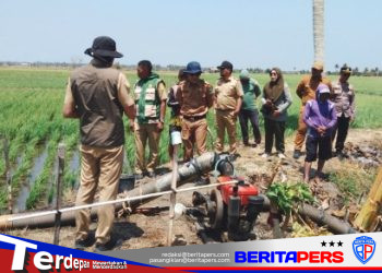 Tinjau Kondisi Sawah Lerang dan Amassangang, Pemkab Pinrang Siapkan Langkah Strategis Pompanisasi Pertanian