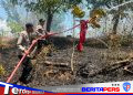 Wakapolsek Soppeng Riaja Pimpin Langsung Pemadaman Kebakaran Lahan Seluas Tiga Hektare di Desa Siddo