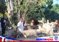 Pohon Besar Tumbang Timpa Dua Rumah Warga Cappa Galung, Lurah Hidayatullah Turun Langsung