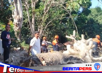 Pohon Besar Tumbang Timpa Dua Rumah Warga Cappa Galung, Lurah Hidayatullah Turun Langsung