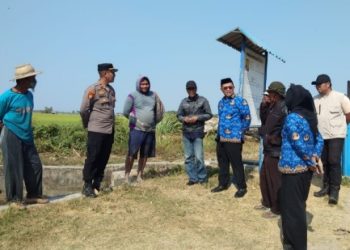 Camat Hasri Hadi dan Kapolsubsektor Irwan Asmadi Tinjau Pertanaman Padi serta Pengaturan Irigasi Barang Palie