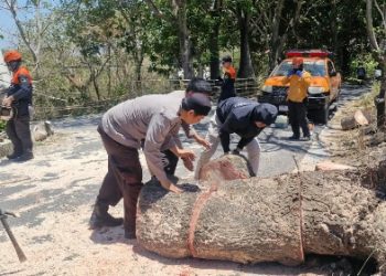 Pohon Tumbang Ganggu Jalan di Lapadde, Personel Polsek Ujung Bantu Penanganan Cepat
